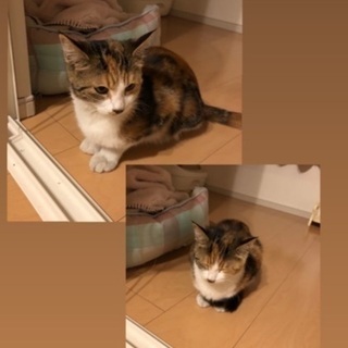 ミケ猫 里親募集