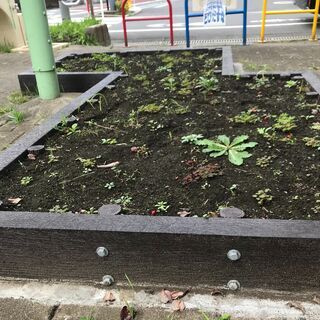 公園花壇を使いたい人，お気軽にご連絡ください♪ − 東京都