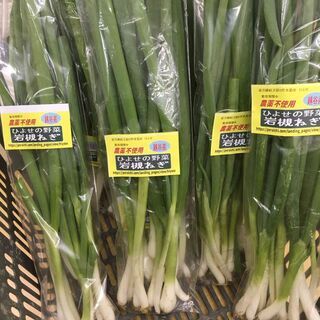 岩槻ねぎ　10/28　農薬不使用