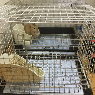 兎🐰　お世話出来る方にお譲りします
