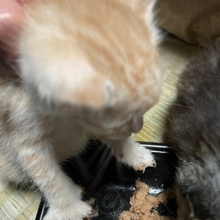野良猫が産んだ仔猫 ⇒ 茶色 １ヶ月弱