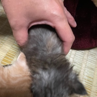 野良猫の仔猫 ⇒ 黒茶 １ヶ月弱