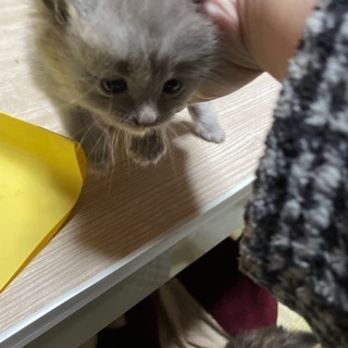 野良猫の仔猫 ⇒ うすい黒 生後１ヶ月弱