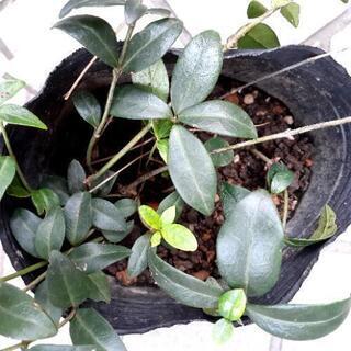 💜寄せ植えにいかがですか💜ビンカミノール、イングリッシュアイビー。+おまけ💜の画像