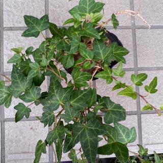 💜寄せ植えにいかがですか💜ビンカミノール、イングリッシュアイビー。+おまけ💜の画像