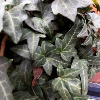 💜寄せ植えにいかがですか💜ビンカミノール、イングリッシュアイビー。+おまけ💜の画像