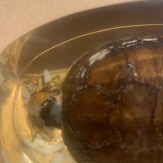 箱付き亀とカニの剥製の画像