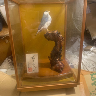 野鳥の剥製ガラス付きの画像