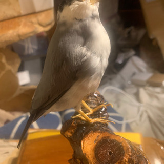 野鳥の剥製ガラス付きの画像