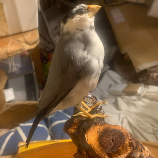 野鳥の剥製ガラス付き