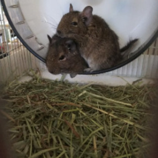 デグーのオスとメス
