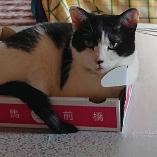 成猫メス　MIX白黒ドット柄　里親募集