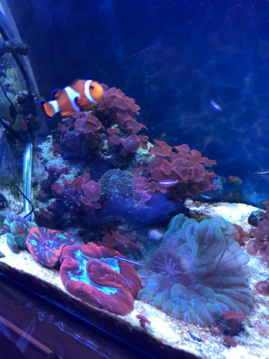 水槽　サンゴ　海水魚　その他機材