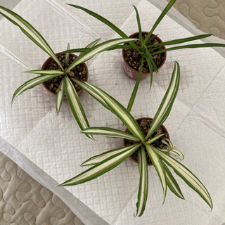 オリヅルラン　2号鉢　3つの画像