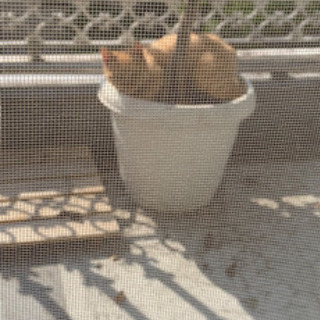 ★去年8月に生まれた野良猫ちゃんです。