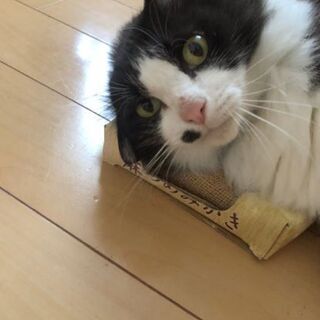 ホクロがキュートなメス猫ちゃん【11/1(日曜日)　譲渡会🌟】