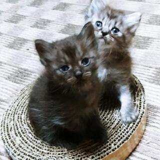 ふわふわコロコロの子猫①