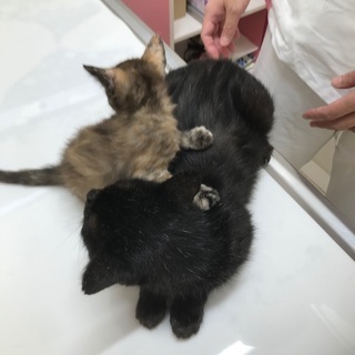 【里親様決定】募集終了 - 猫