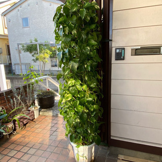 引取先決まりました！観葉植物★ポトス★リビングに！10/29(木...