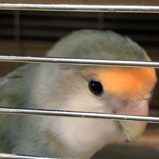 インコ友達