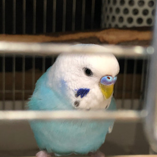 インコ友達 - 新宿区