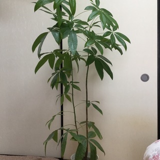 観葉植物　パキラ　鉢底から155cm