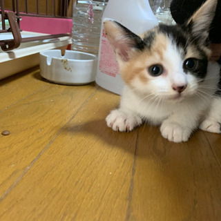 可愛い子猫ちゃん