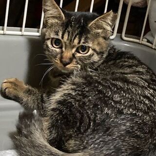 ビビりですが、なでなでの練習しました　キジトラ女のコ3カ月　お兄ちゃんと一緒にの画像