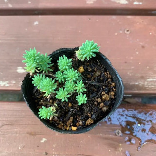 多肉植物 セダム パリダム 植物苗 グランドカバー