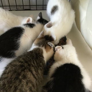 生後2カ月、白黒♂のカン - 里親募集