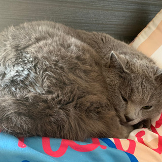 猫を飼ってくれる方お願いします。