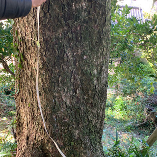 カヤの木 樹齢百数十年 状態よし 立木 原木