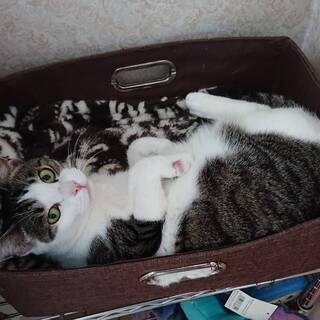 お利口なキジシロの保護猫お嬢様（決定しました）