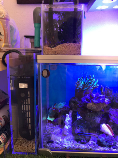 52センチ水槽　リフジム　隔離　産卵　熱帯魚　海水魚