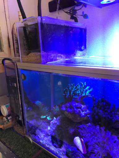 52センチ水槽　リフジム　隔離　産卵　熱帯魚　海水魚
