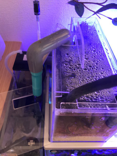 52センチ水槽　リフジム　隔離　産卵　熱帯魚　海水魚