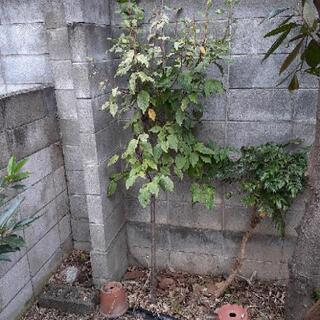 ビックリグミの木