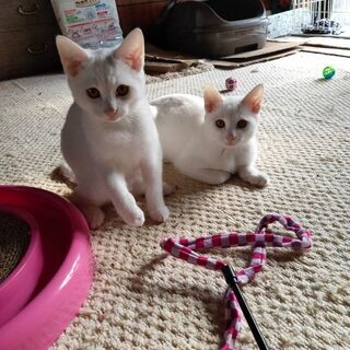 炭治郎、禰豆子と呼んでいます（笑）兄妹猫です。優しい飼い主さん探...