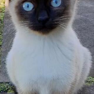 野良猫の子猫です。