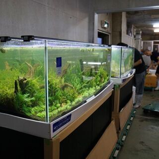 【稲毛区】観賞魚の生体管理・入出荷！★男女不問！未経験者大歓迎 ◆時給925円～1200円🐠 車通勤OK！の画像