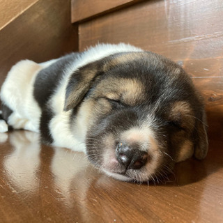 むにっとしたくなる可愛さ💓マイペースな男の子🐶
