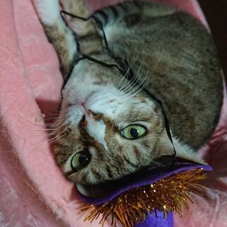 11月3日火曜日　猫の譲渡会