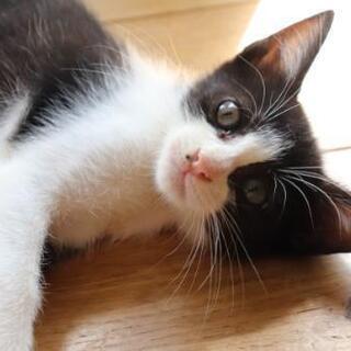 兄妹で遺棄されてましたハチワレちゃん - 猫