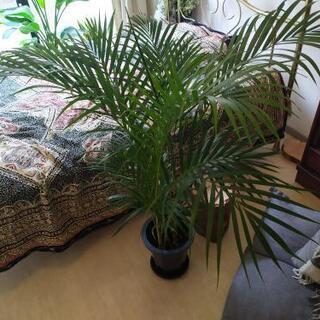 お得①🌿初心者向け大型迫力観葉植物　リラックス空間