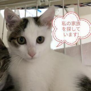 3ヶ月半手術済♀白キジお見合い決定しました。 - 横浜市