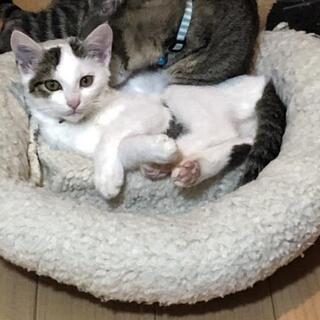 3ヶ月半手術済♀白キジお見合い決定しました。 - 猫
