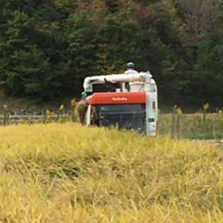 令和3年産　ひのひかり　20kg 玄米　販売中
