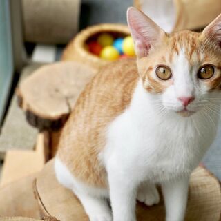 一緒に猫カフェを作っていきませんか？