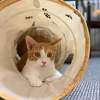 一緒に猫カフェを作っていきませんか？の画像
