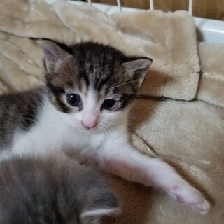 里親募集🐈 - 猫